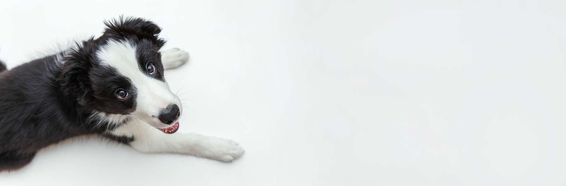 Companion Animal Hospital of Norridge