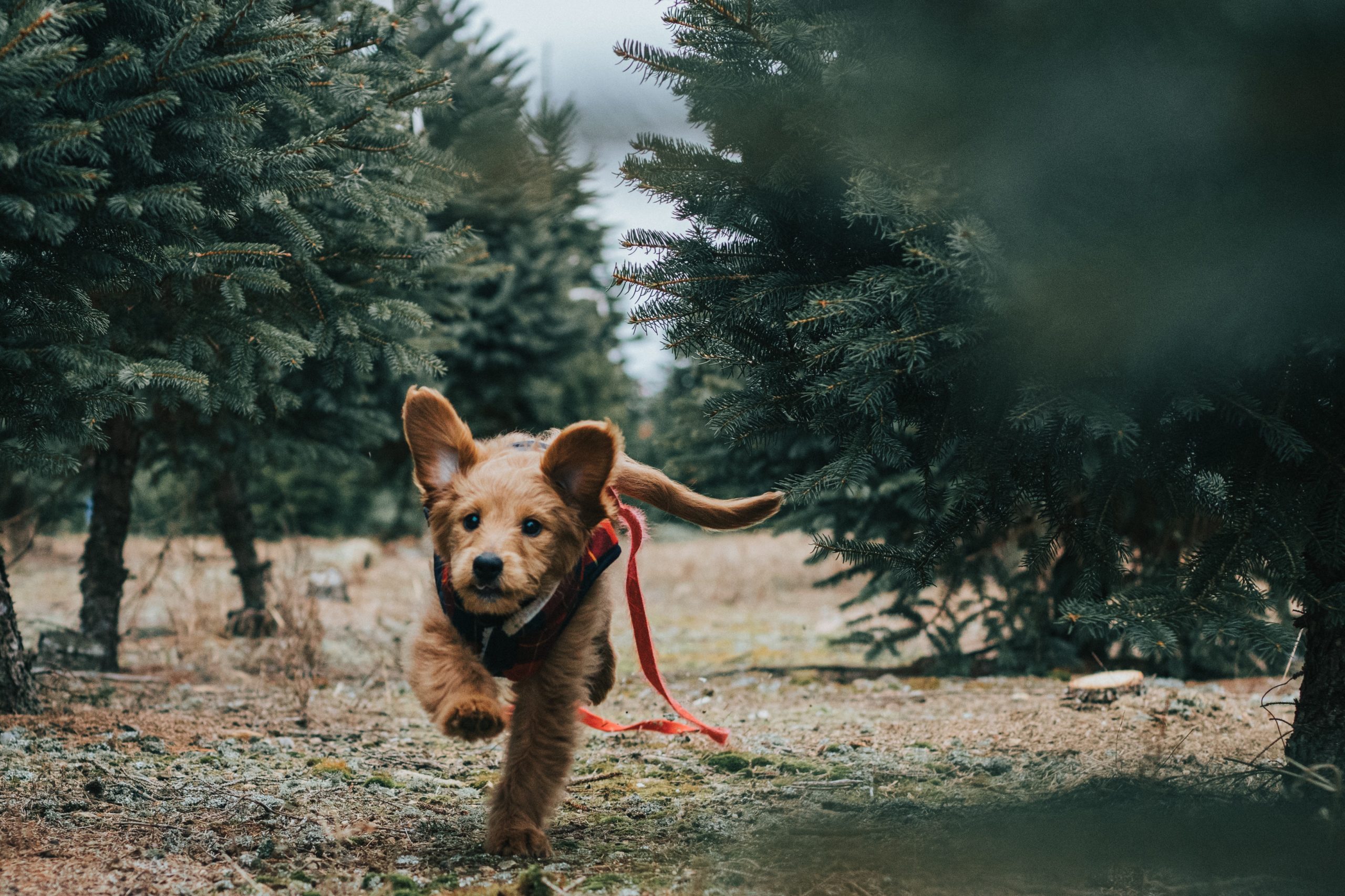 Companion Animal Hospital of Norridge