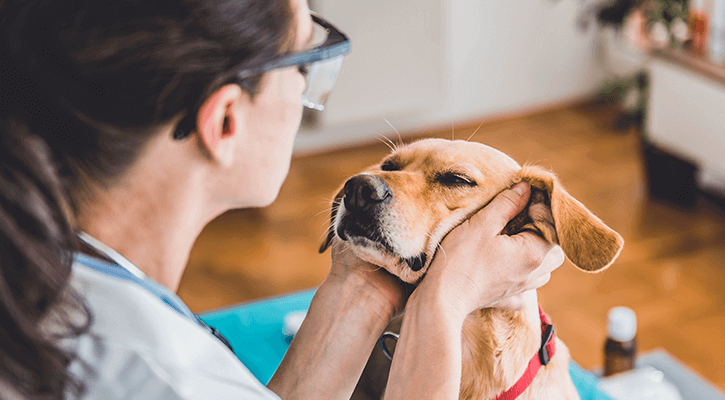 vet doing a wellness exam on dog