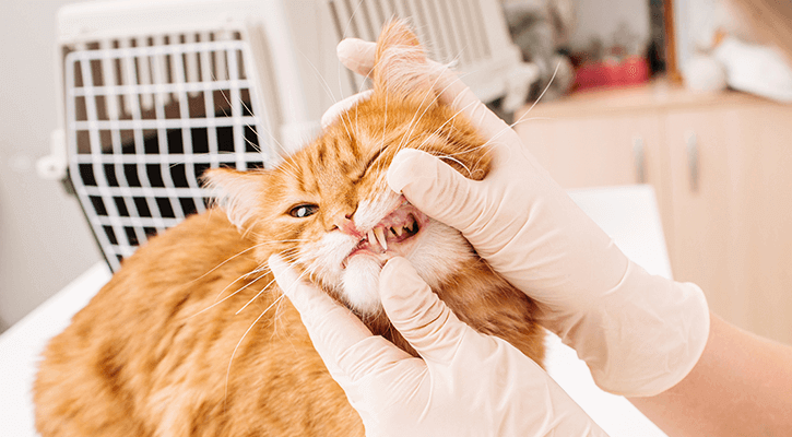 cat getting veterinary teeth cleaning service