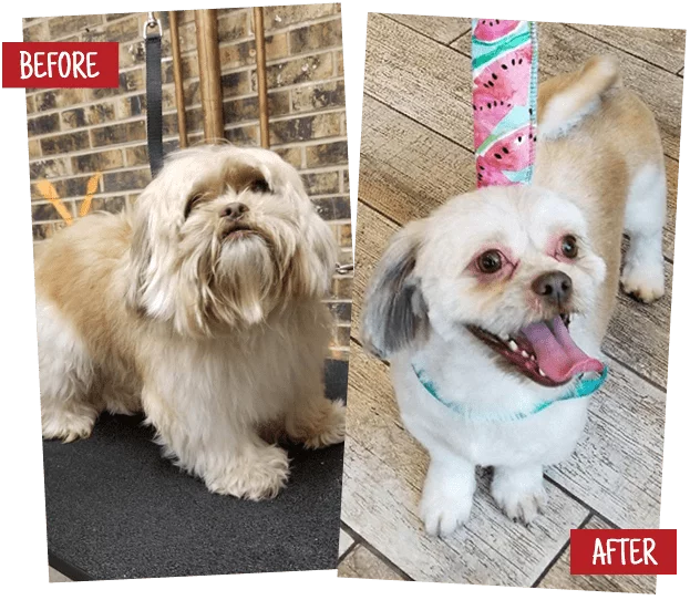 before and after of a dog grooming