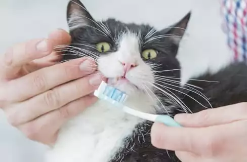 cat getting teeth cleaning