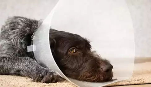 dog with cone on head after surgery