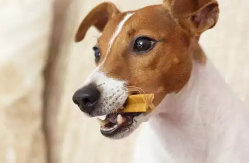 dog with healthy dental treat
