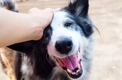 happy dog being pet