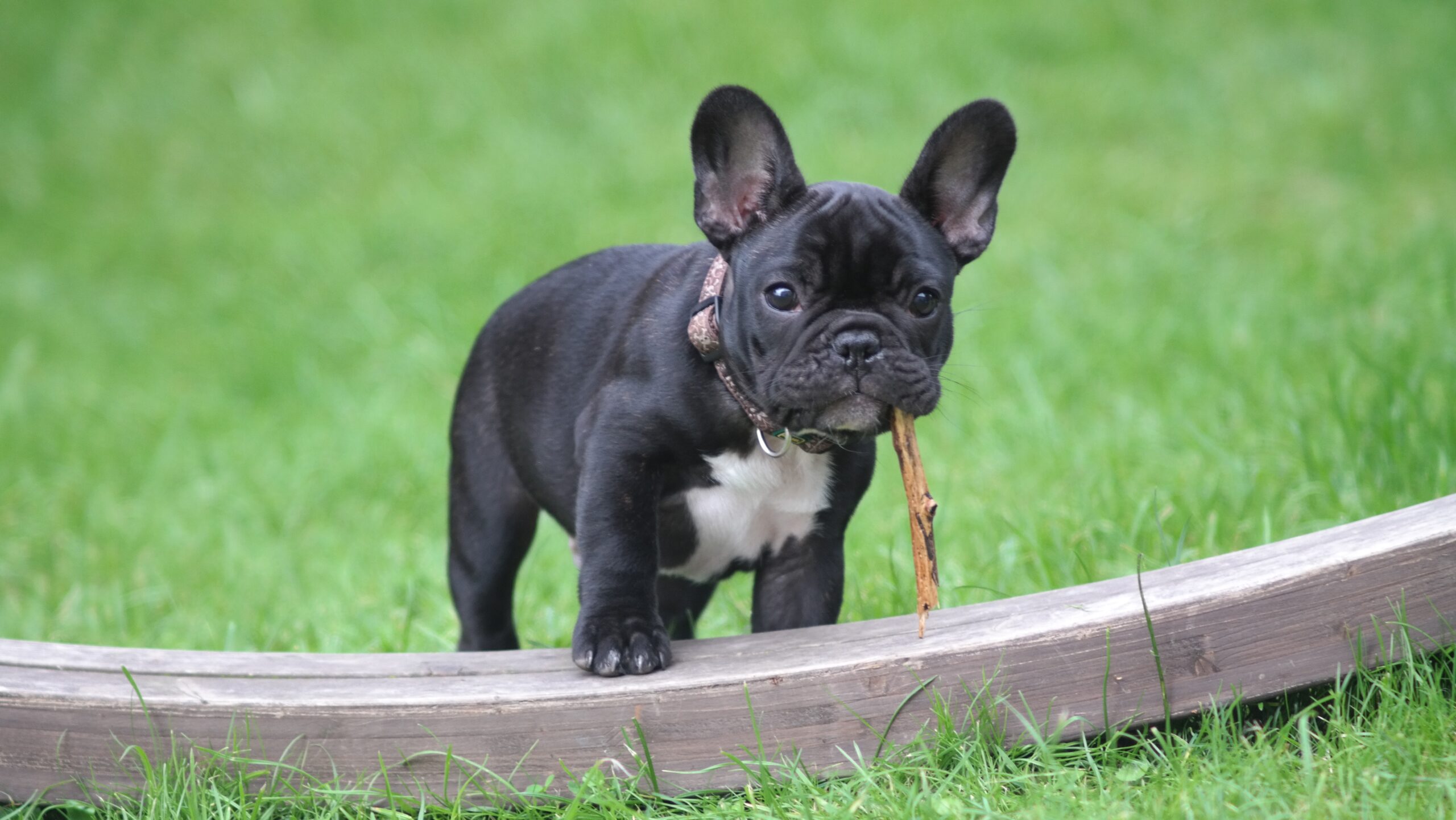 black puppy with stick in its mouth