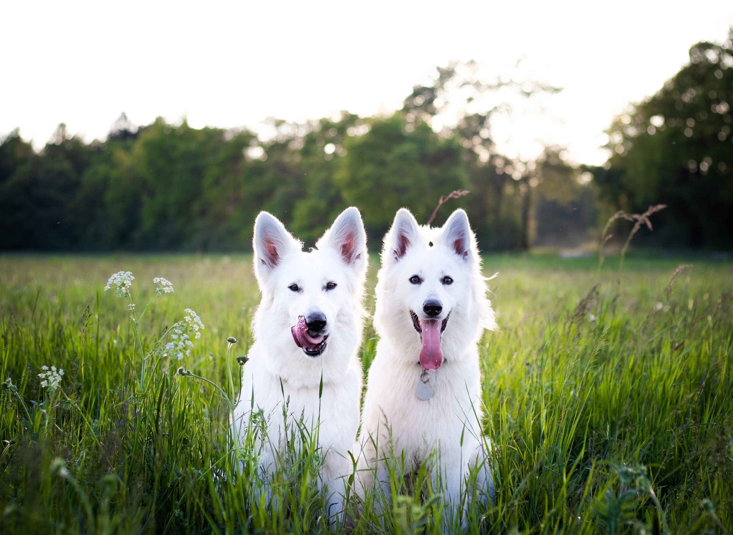 2 Dogs in a Field