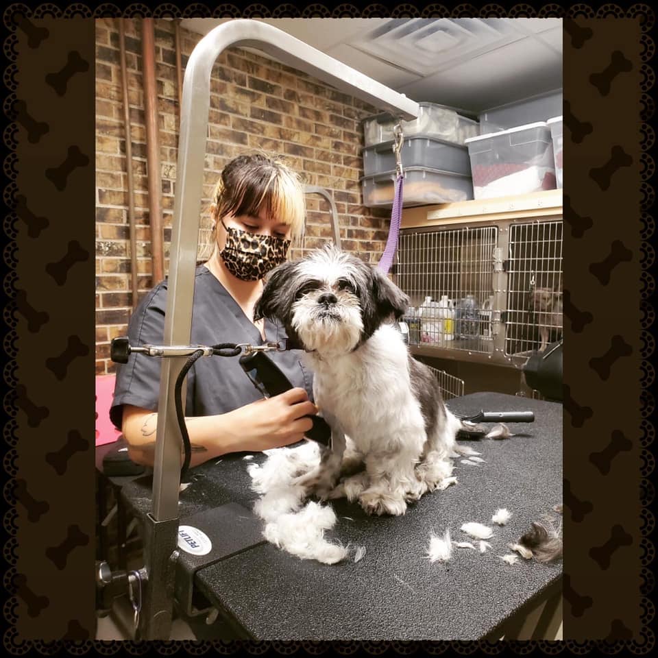 dog getting groomed by professional groomer